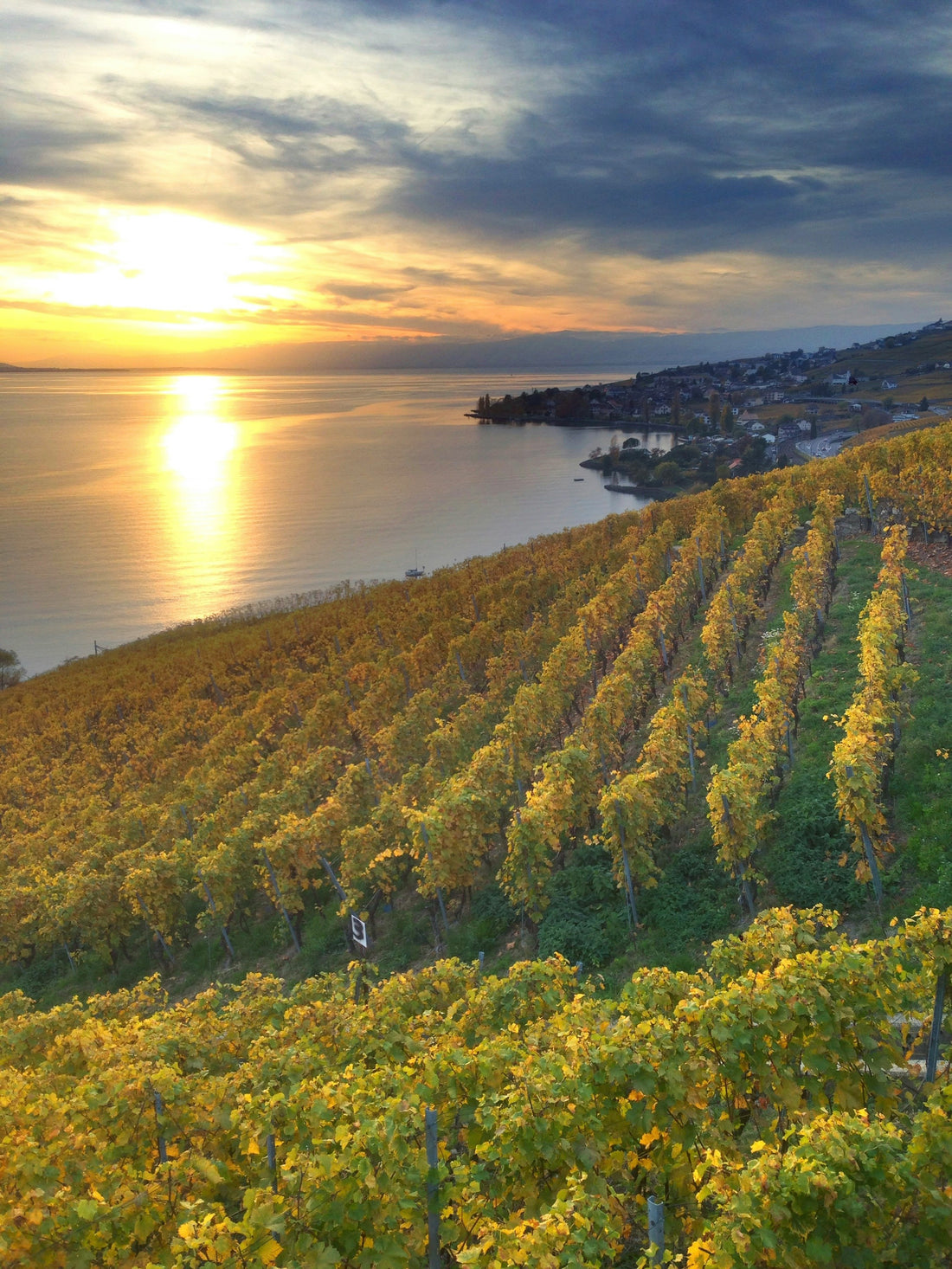 Guide des Vins de Lavaux : Patrimoine Mondial de l'UNESCO 🌍🍷